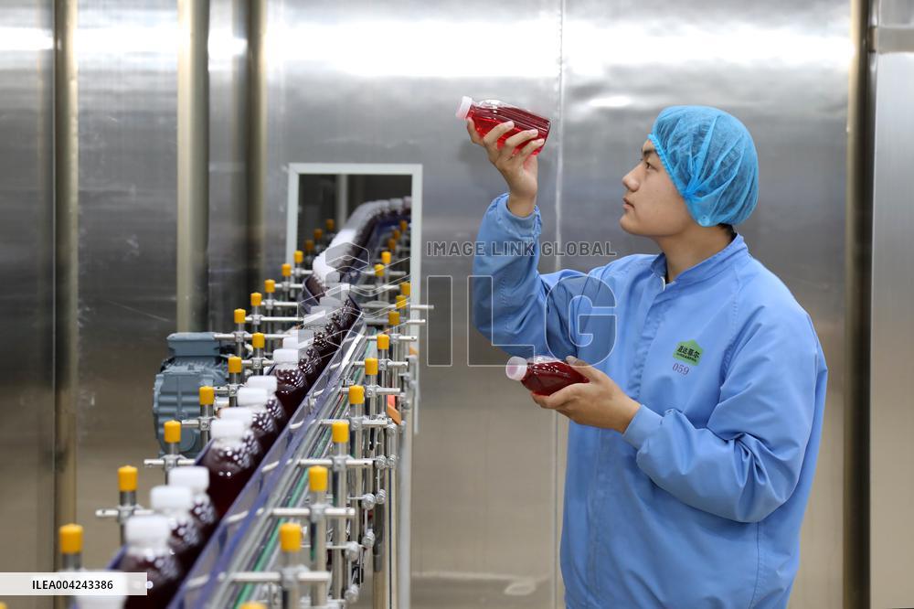 Pomegranate Juice Beverage Manufacturing in Zaozhuang