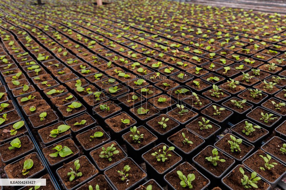 Preparations for the Spring and Summer