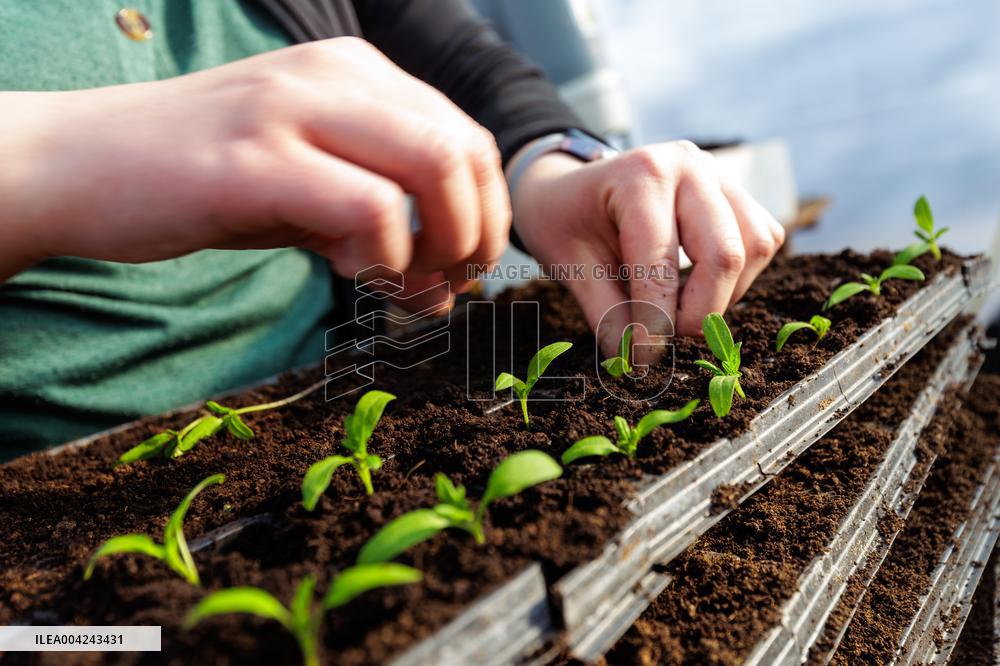 Preparations for the Spring and Summer