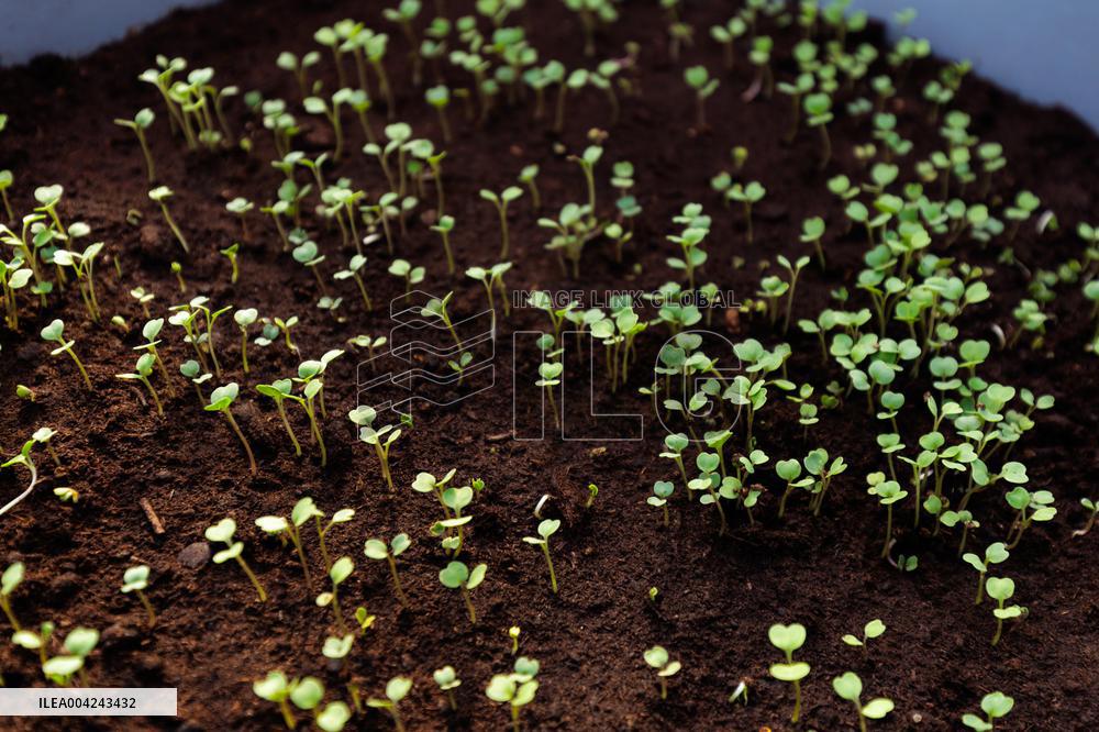 Preparations for the Spring and Summer