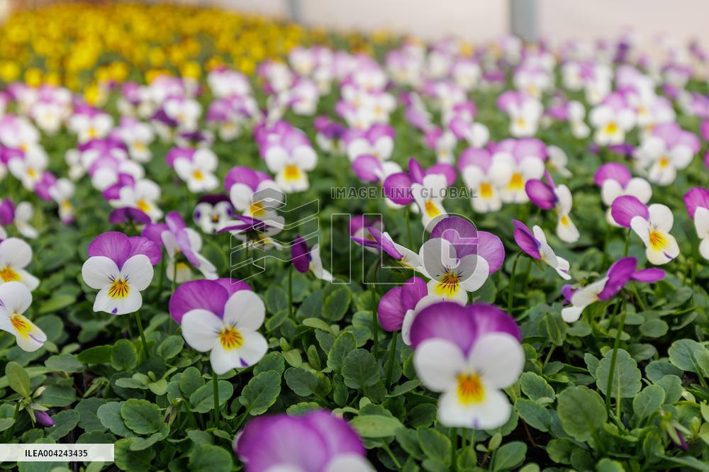 Preparations for the Spring and Summer