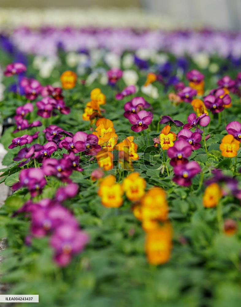 Preparations for the Spring and Summer