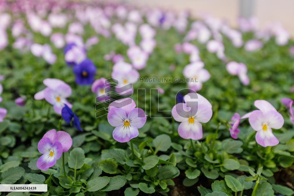 Preparations for the Spring and Summer