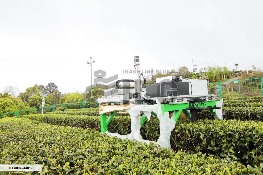 Tea Picking Robot