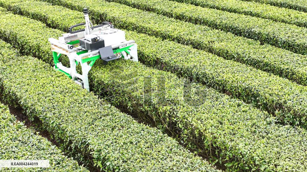 Tea Picking Robot