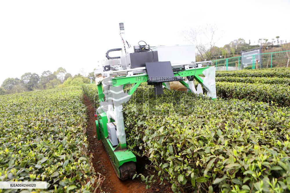 Tea Picking Robot