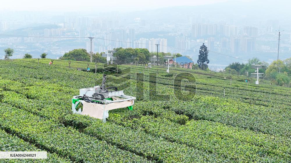 Tea Picking Robot