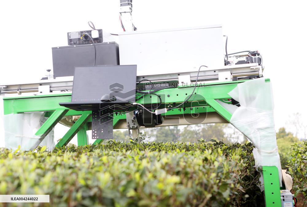 Tea Picking Robot