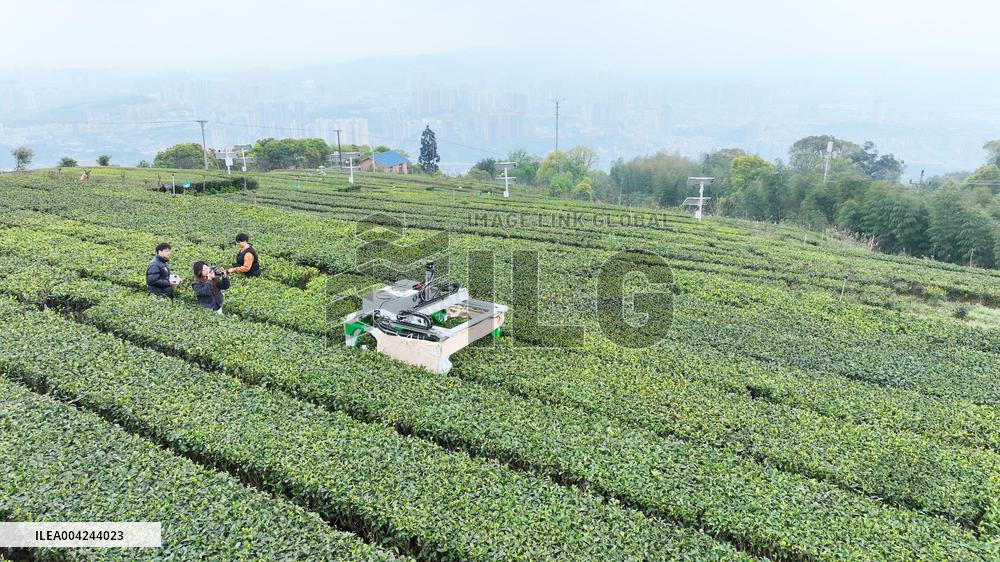 Tea Picking Robot