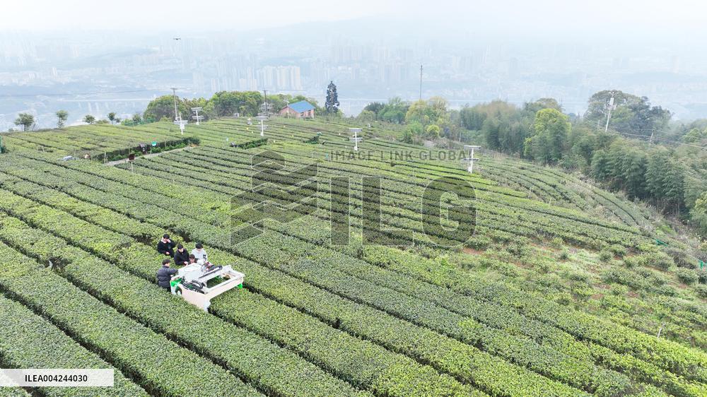 Tea Picking Robot