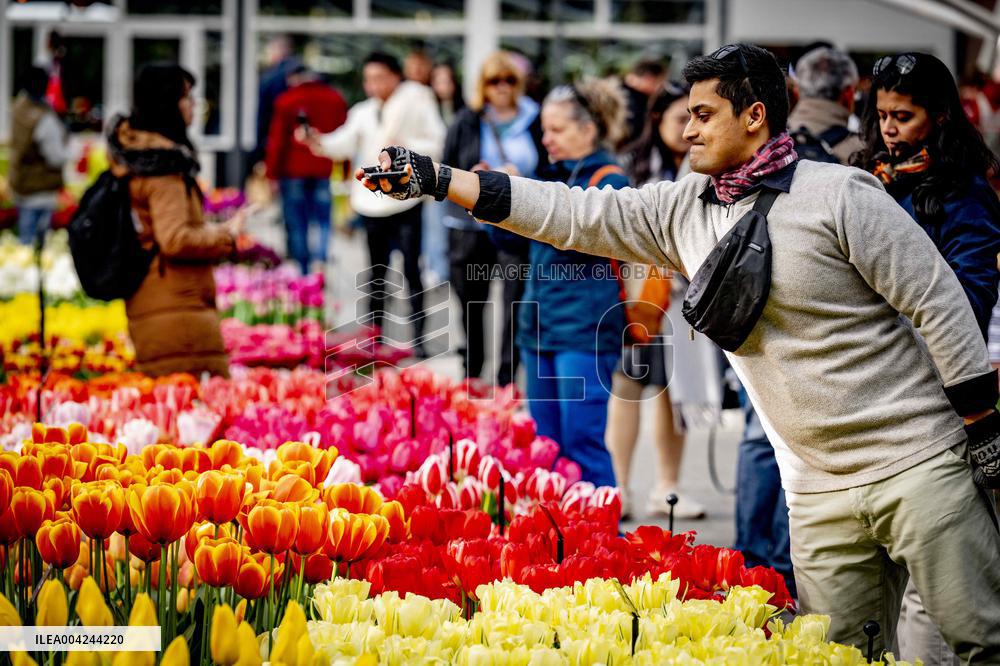 Tulips in the Netherlands