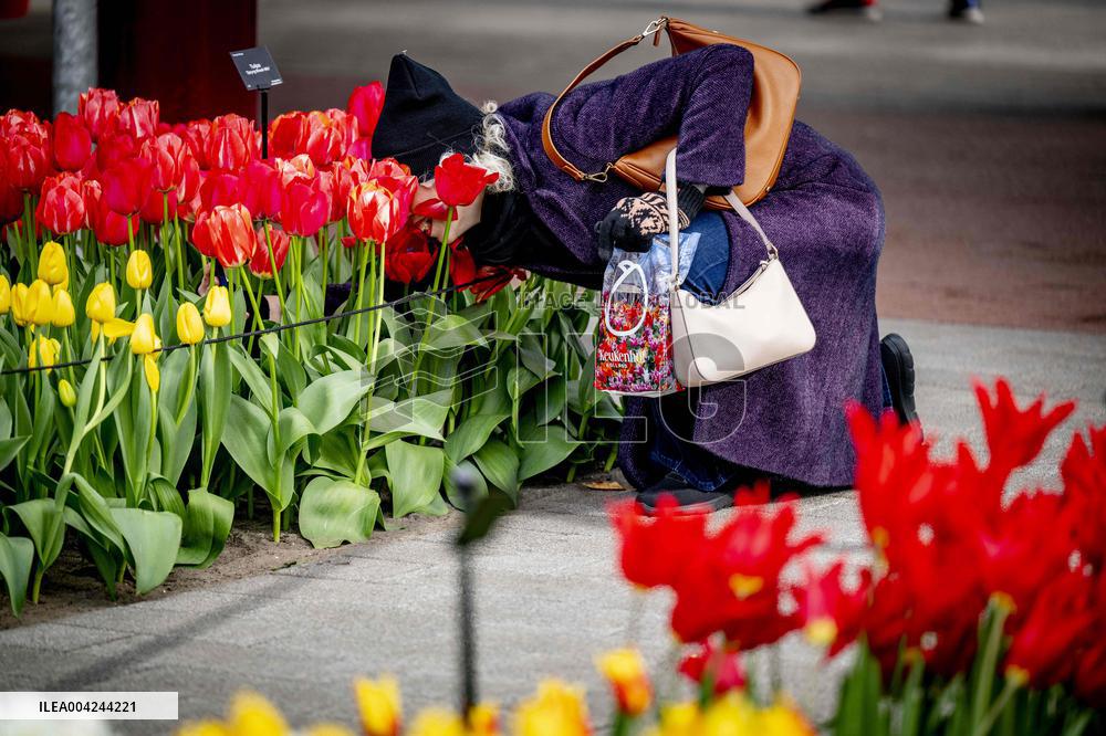 Tulips in the Netherlands