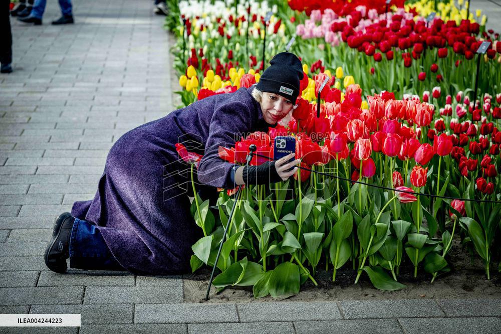 Tulips in the Netherlands
