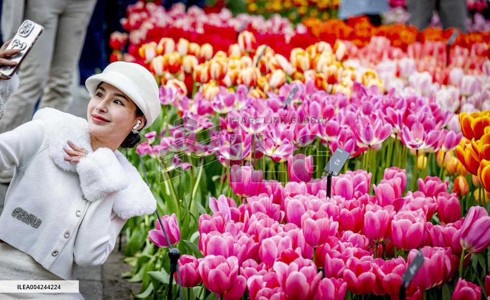 Tulips in the Netherlands