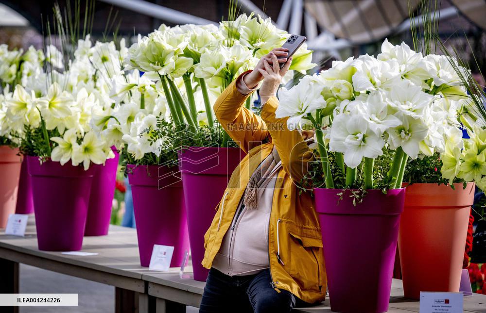 Tulips in the Netherlands