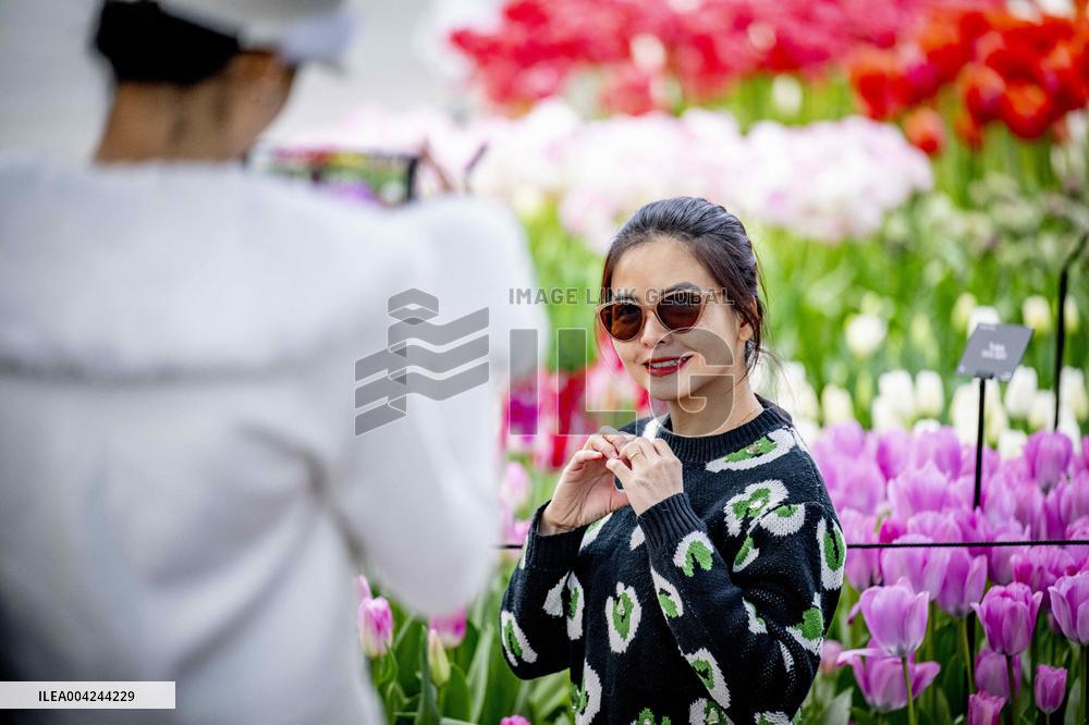 Tulips in the Netherlands