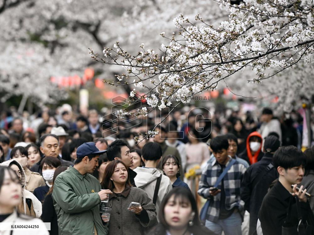 Cherry blossoms in Tokyo
