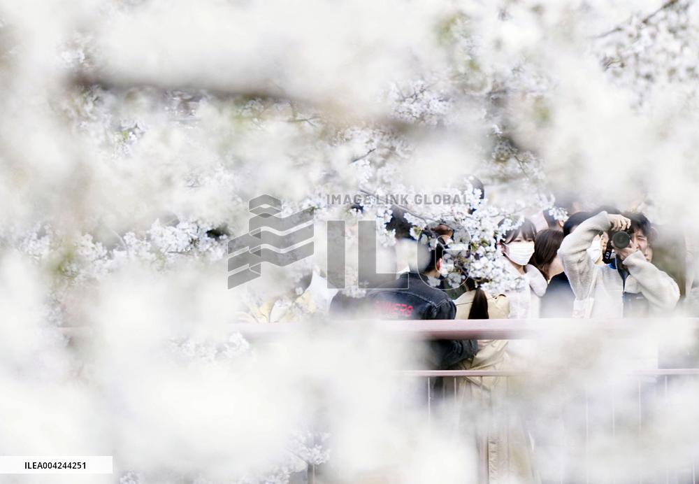 Cherry blossoms in Tokyo