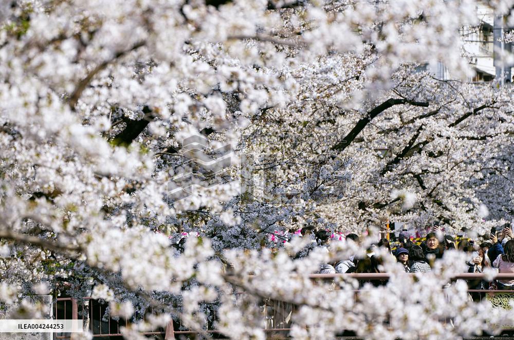 Cherry blossoms in Tokyo