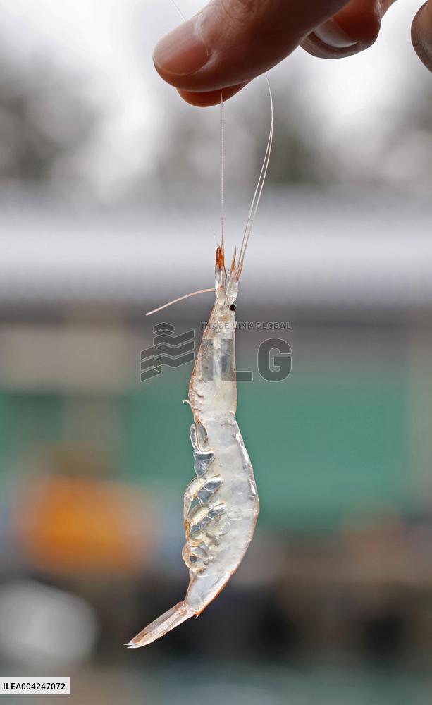 Toyama white shrimp harvest season begins