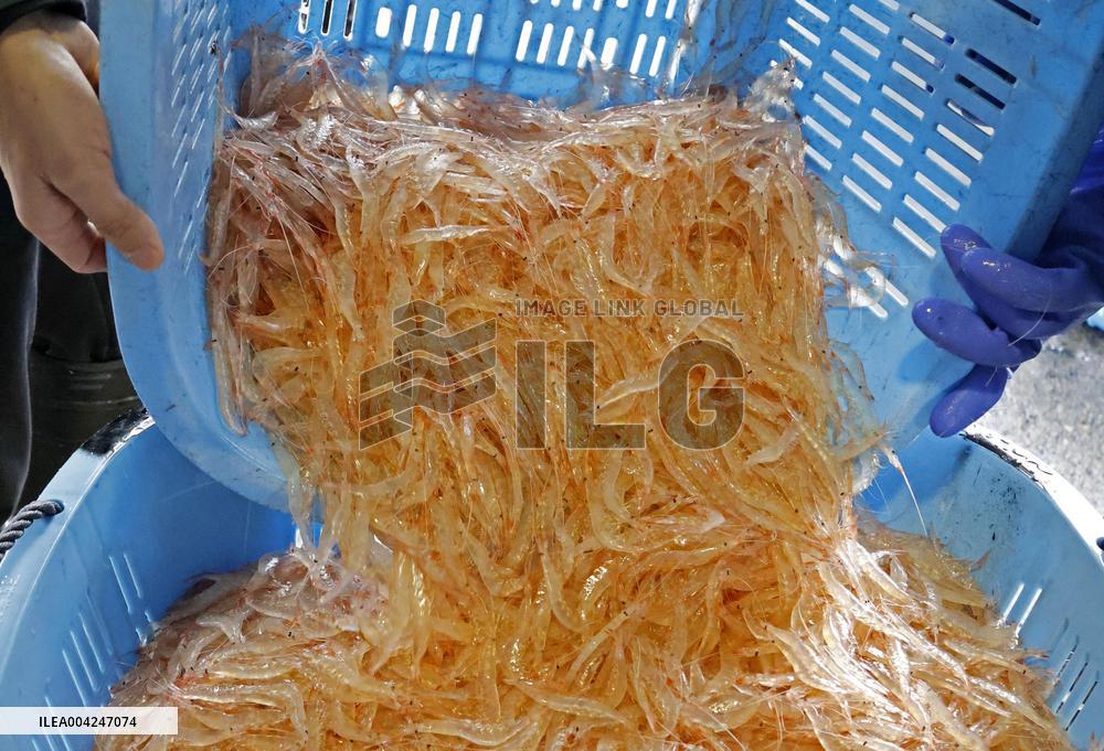 Toyama white shrimp harvest season begins