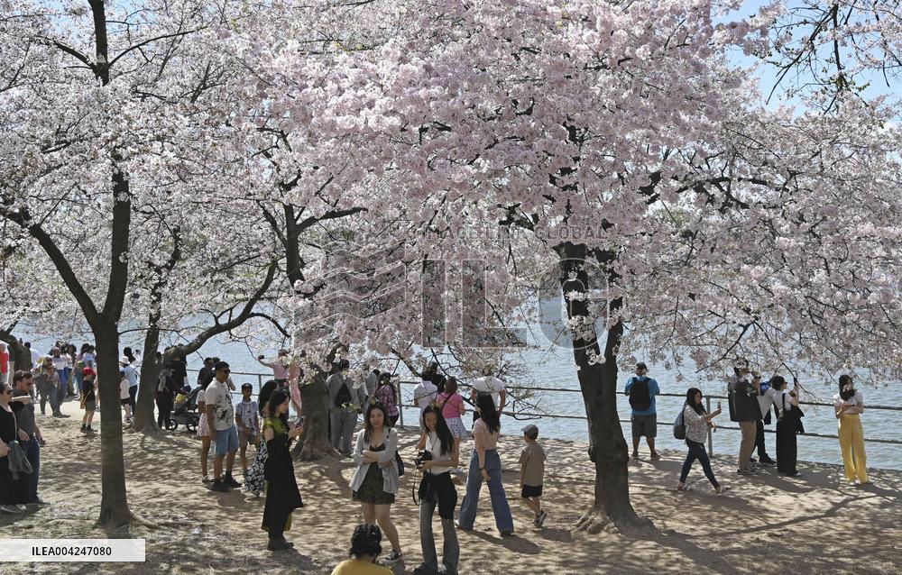 Cherry blossom in Washington