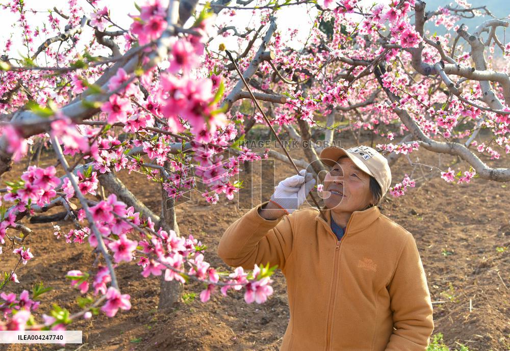 Peach Tree Pollination