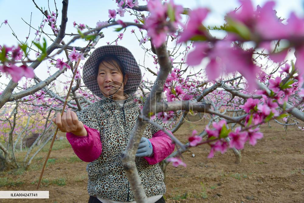 Peach Tree Pollination