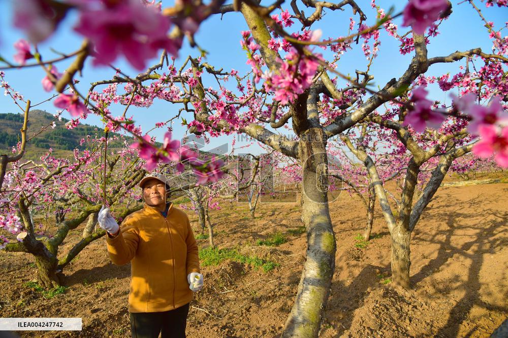 Peach Tree Pollination