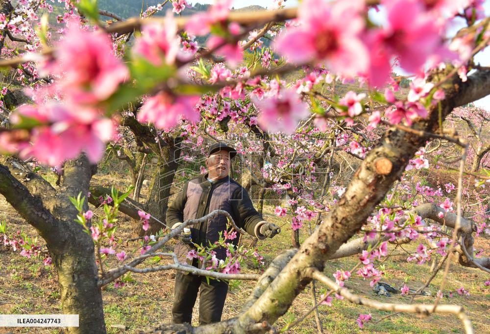 Peach Tree Pollination