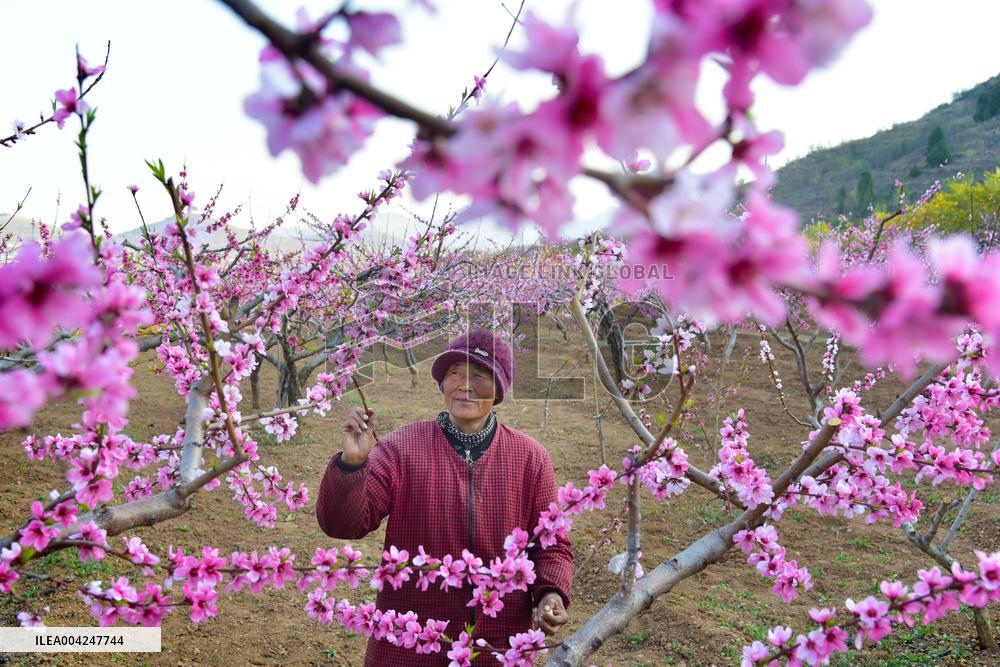 Peach Tree Pollination