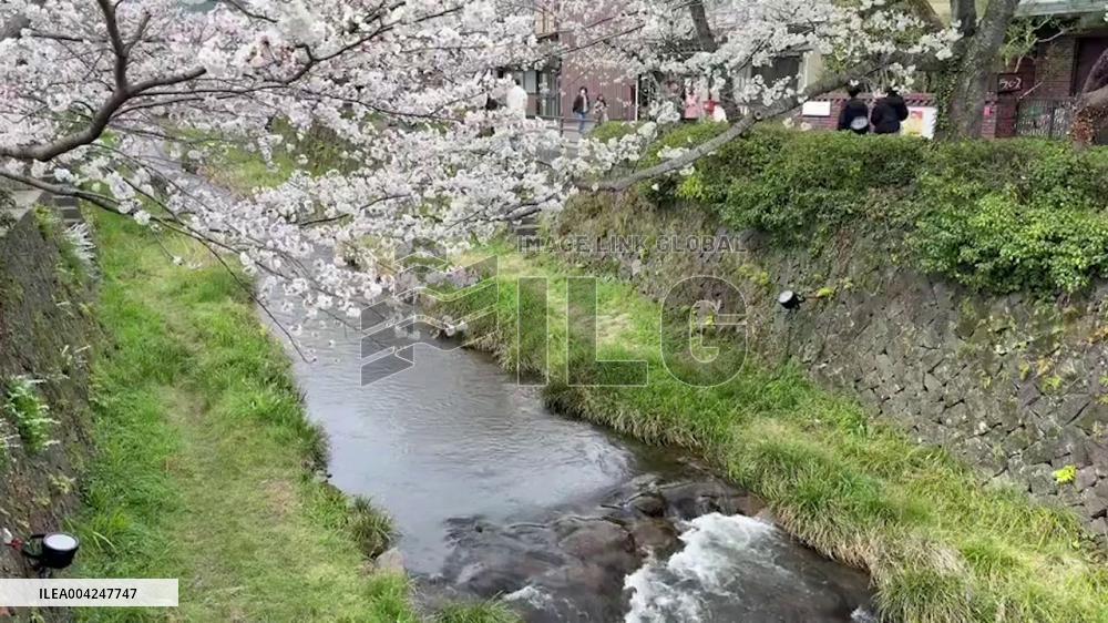 Japan: Cherry Blossoms Reach Full Bloom Across Country