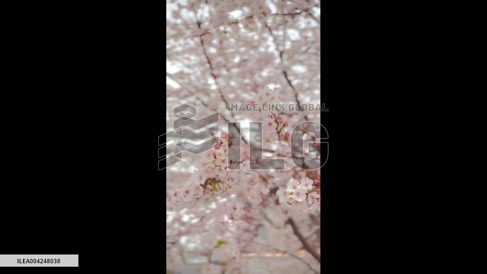 Japan: Cherry Blossoms Reach Full Bloom Across Country 2