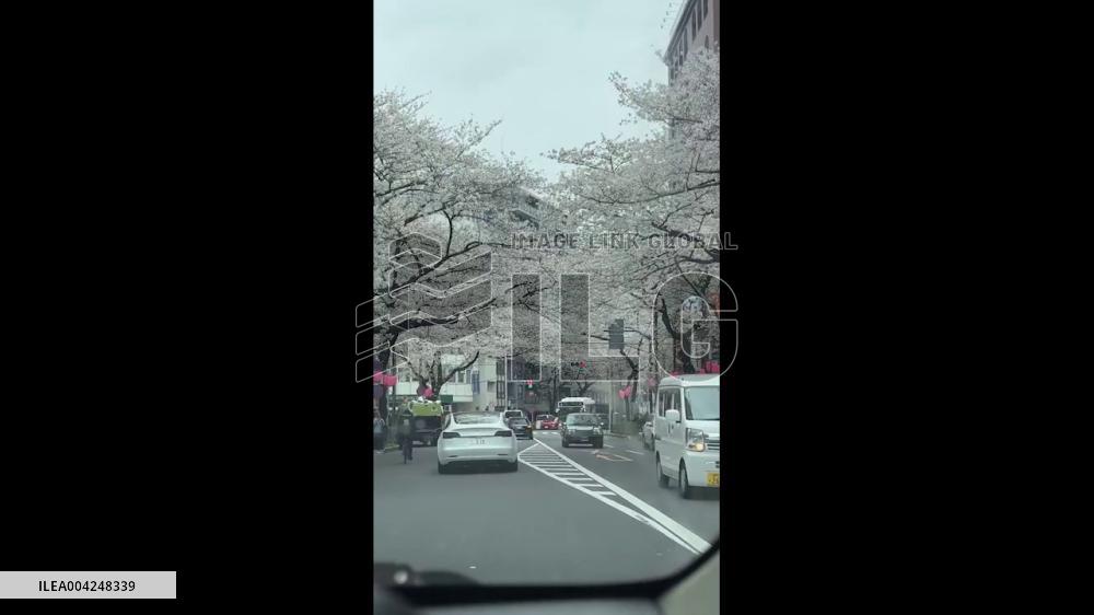 Japan: Cherry Blossoms Reach Full Bloom Across Country 3