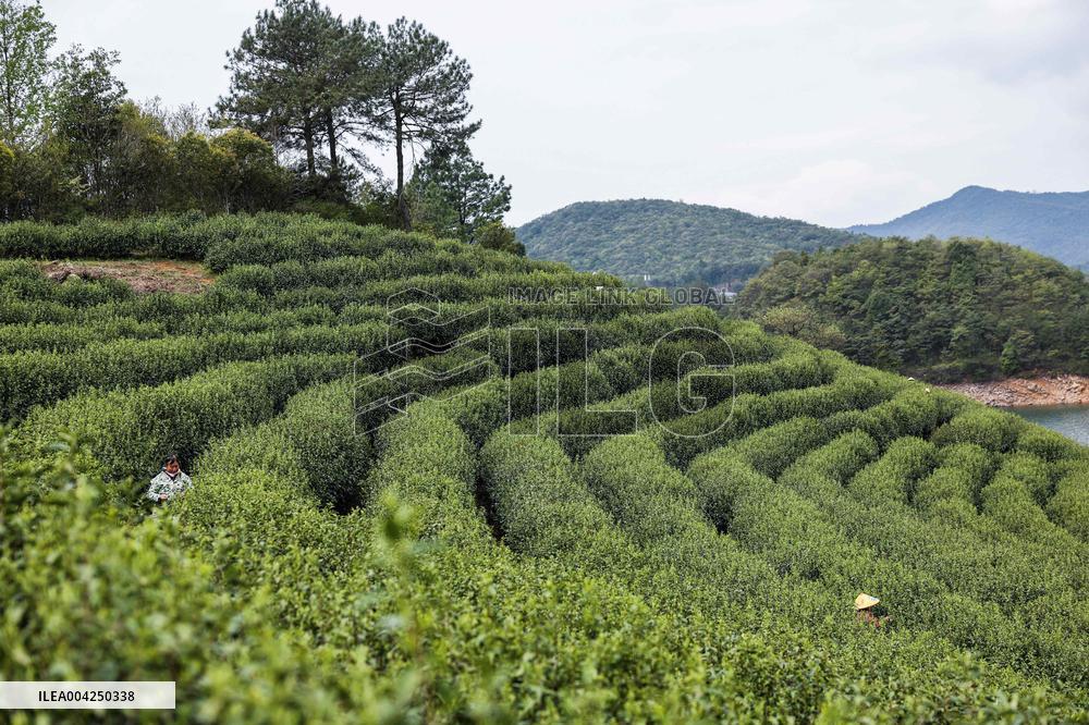 Tea Harvest Saison - China