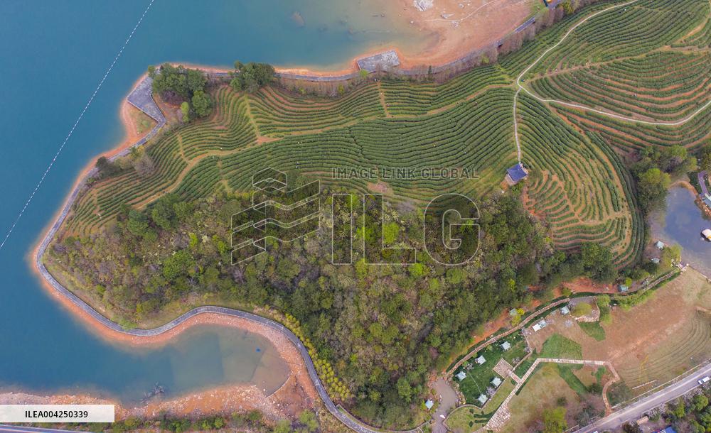 Tea Harvest Saison - China