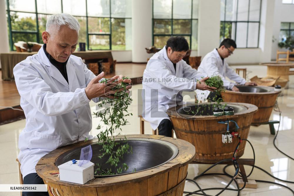 Tea Harvest Saison - China