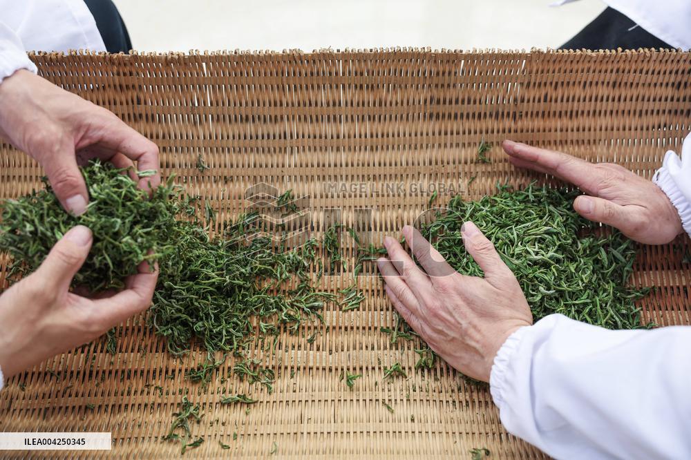 Tea Harvest Saison - China