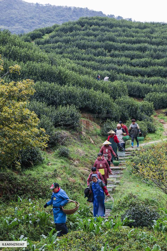 Tea Harvest Saison - China