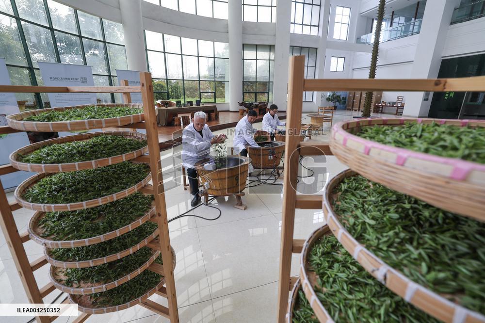 Tea Harvest Saison - China