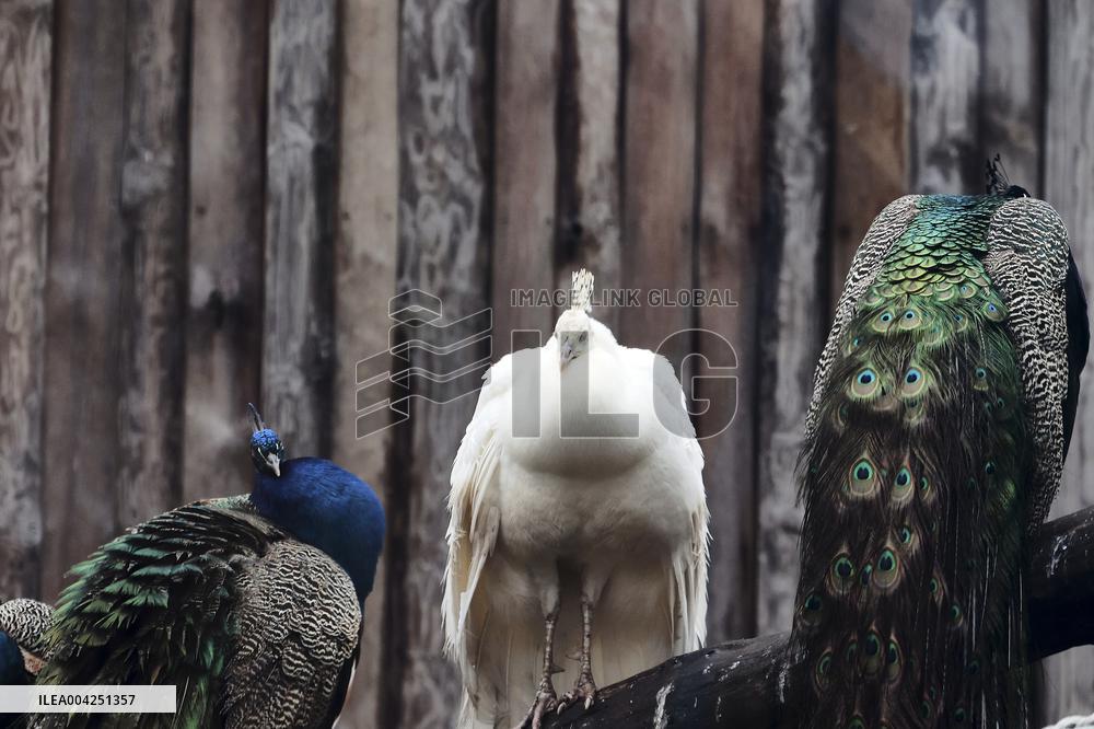 Kharkiv Zoo celebrates International Bird Day