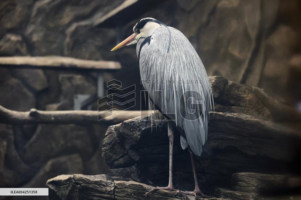 Kharkiv Zoo celebrates International Bird Day