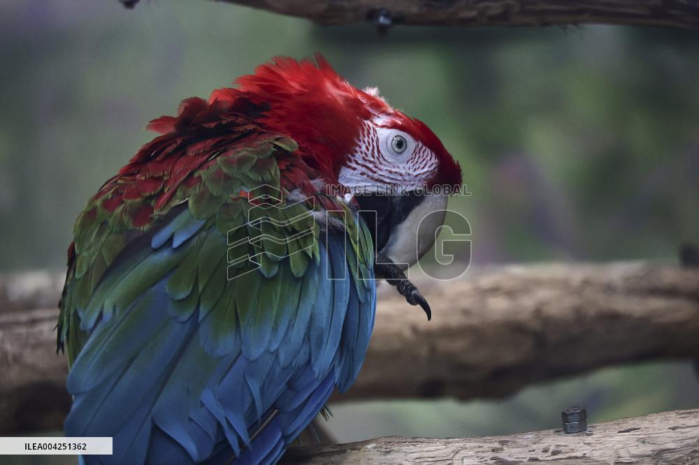 Kharkiv Zoo celebrates International Bird Day