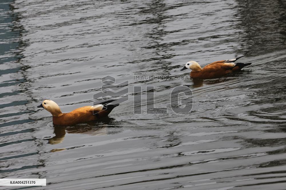Kharkiv Zoo celebrates International Bird Day