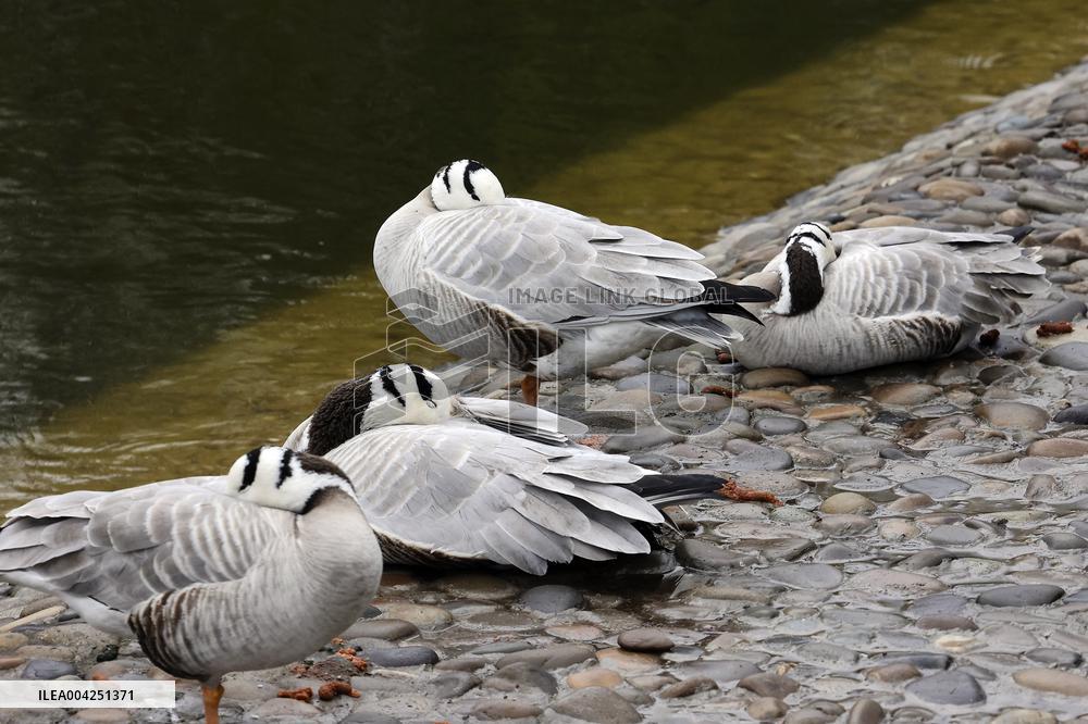 Kharkiv Zoo celebrates International Bird Day