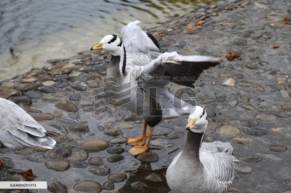 Kharkiv Zoo celebrates International Bird Day