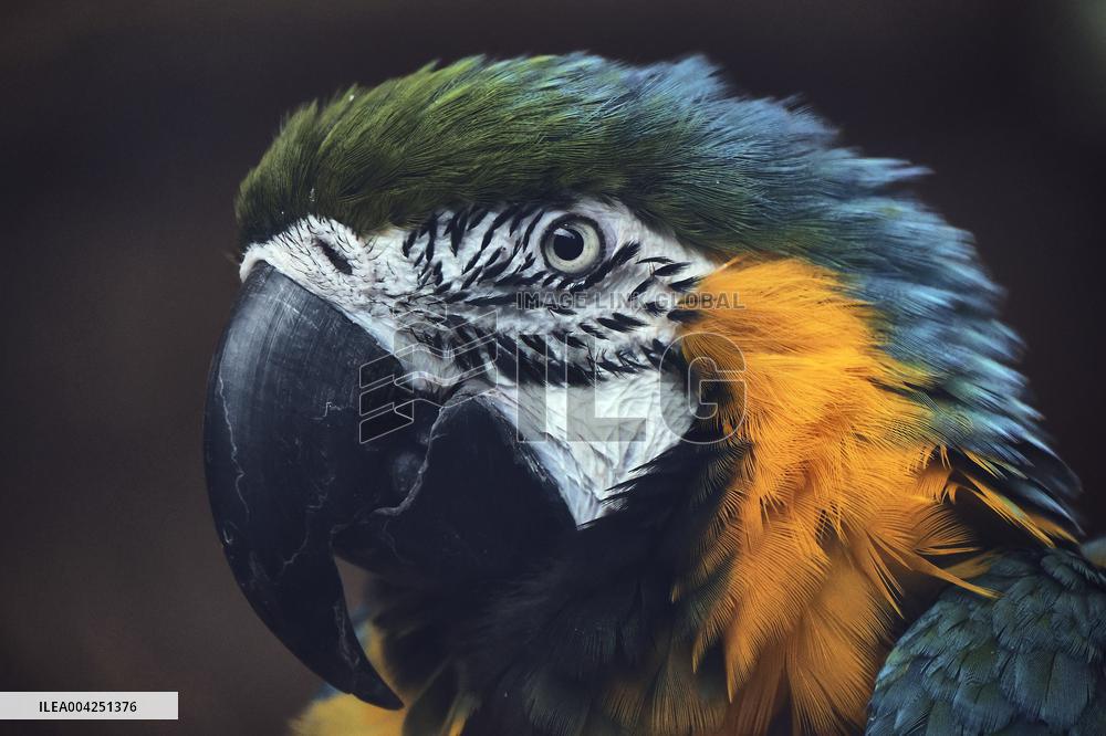 Kharkiv Zoo celebrates International Bird Day