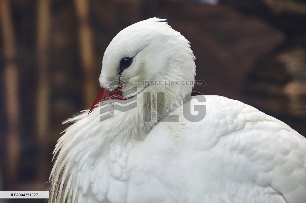 Kharkiv Zoo celebrates International Bird Day