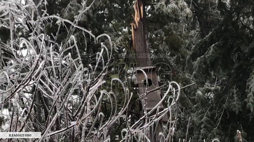 Canada: Major Ice Storm Leaves Thousands Without Power in Ontario 4