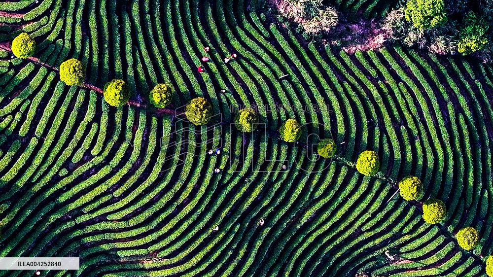Tea Plantation in Yichun